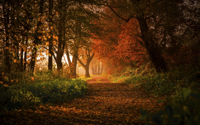 1920x1200 pix. Wallpaper nature, landscape, forest, sunrise, fall, path, leaves, trees, shrubs, sunlight, Germany