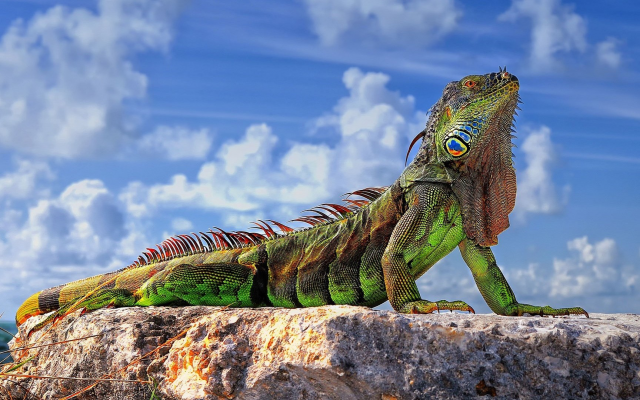 1920x1080 pix. Wallpaper lizards, animals, reptiles, rock, sky, clouds, closeup, colorful, sunlight, iguanas