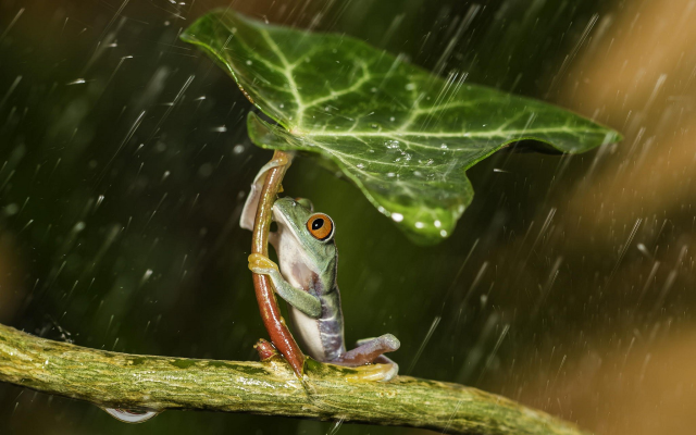 1920x1200 pix. Wallpaper nature, animals, frogs, leaves, plants, rain, water, drops, amphibians