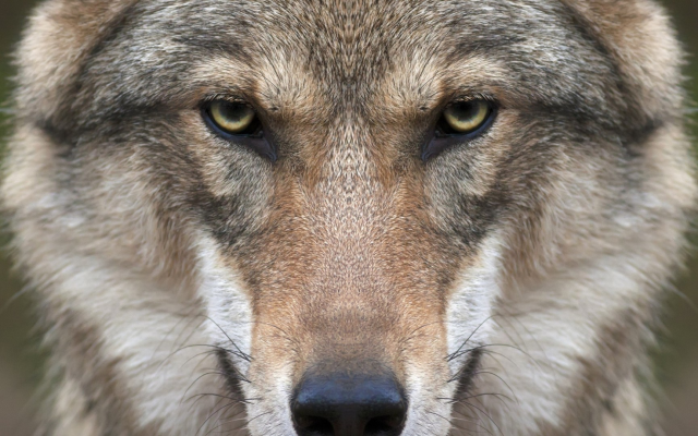 1920x1080 pix. Wallpaper wolf, animals, nature, closeup, face