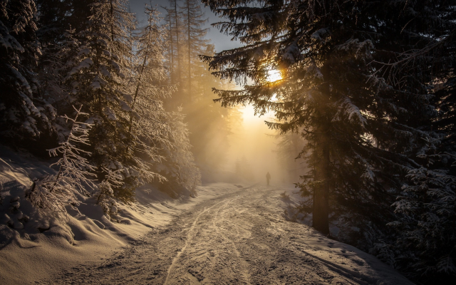 2200x1375 pix. Wallpaper forest, winter, snow, sunrise, walking, mist, nature, landscape, Austria, trees, sunlight