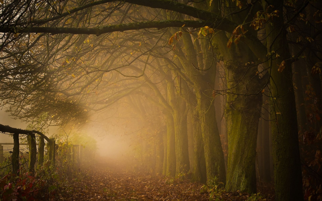1920x1200 pix. Wallpaper leaves, forest, mist, nature, tree, fall, autumn, morning, sunrise