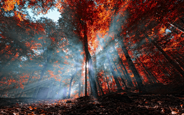 1920x1200 pix. Wallpaper autumn, nature, leaves, forest, sun rays, fall, trees, Turkey