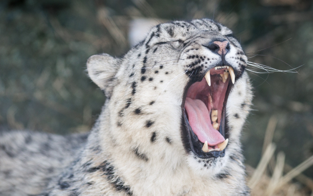 2150x1430 pix. Wallpaper animals, snow leopards, teeth, irbis