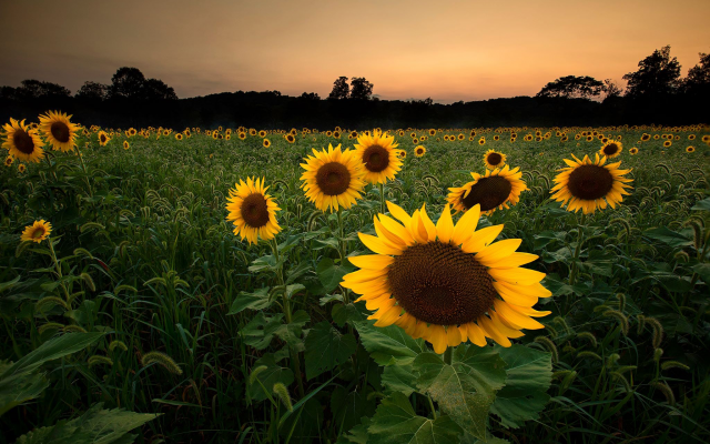2048x1363 pix. Wallpaper sunflowers, flowers, field, nature