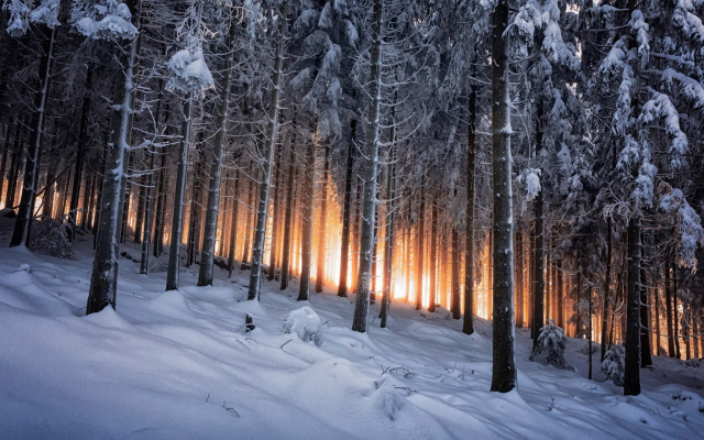 1920x1080 pix. Wallpaper nature, forest, tree, snow, winter