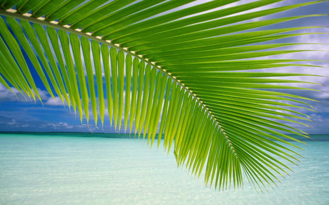1920x1200 pix. Wallpaper palm tree, palm, tropics, sea, ocean