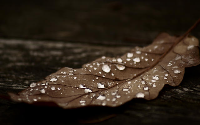 1920x1200 pix. Wallpaper leaf, drop, dry leaf, nature