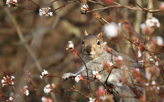 2561x1600 pix. Wallpaper squirrel, branch, nature, animals