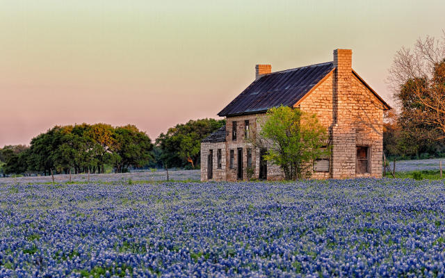 2560x1600 pix. Wallpaper Texas Bluebonnet, Lupinus texensis, flowers, house, tree, nature, house