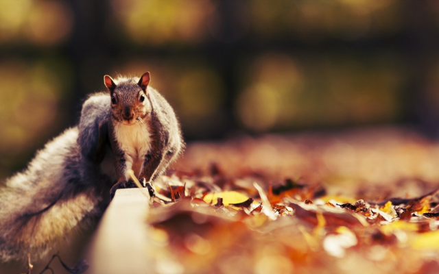 1920x1080 pix. Wallpaper squirrel, animals, autumn, leaf