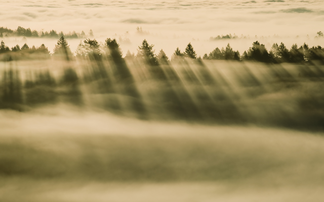 5120x2880 pix. Wallpaper tree, forest, clouds, fog, sun rays, pine tree, nature