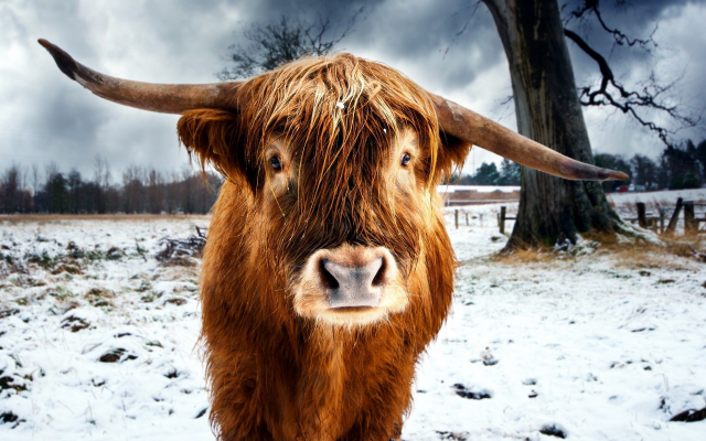 1920x1200 pix. Wallpaper nature, animals, cows, horns, snow, winter, trees