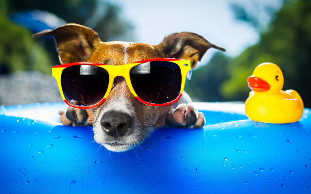 3000x1688 pix. Wallpaper dog, summer, duck, animals, sun glasses