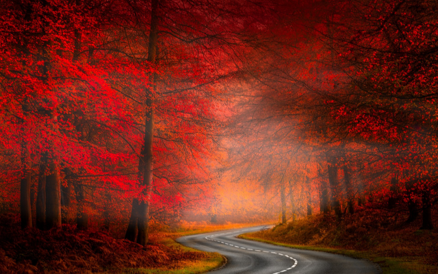 1920x1200 pix. Wallpaper road, asphalt, forest, tree, autumn, fog, nature, landscape