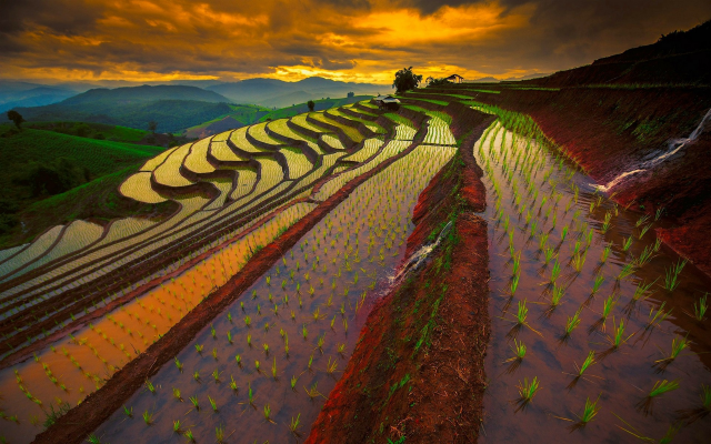 1920x1200 pix. Wallpaper rice paddy, terraces, sky, Thailand, sunrise, mountains, field, water, nature, landscape