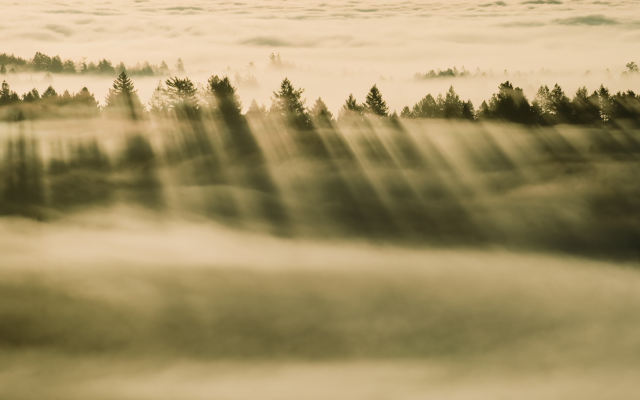 3840x2160 pix. Wallpaper fog, tree, sun rays, nature, landscape