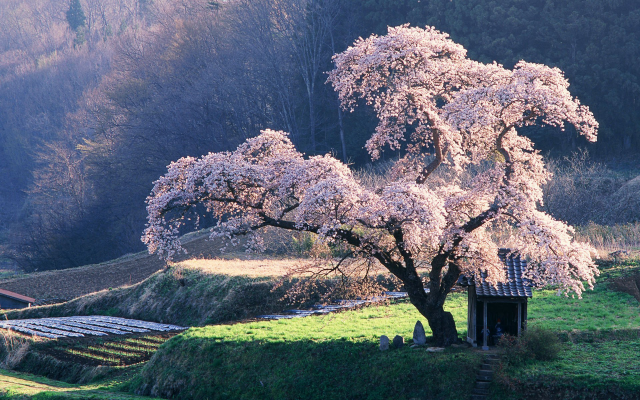 1920x1200 pix. Wallpaper tree, spring, cherry, blossom, grass