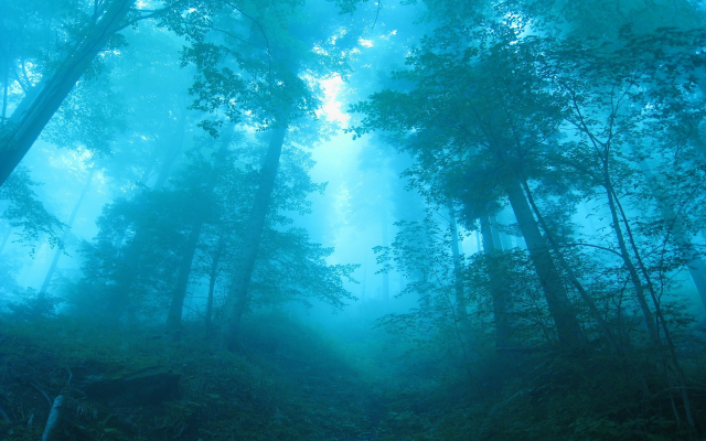 1920x1280 pix. Wallpaper sunrise, fog, forest, switzerland, nature, tree