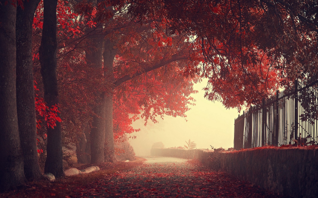 1920x1200 pix. Wallpaper nature, fog, landscapes, fall, autumn, fences, trees, mist, roads, leaves