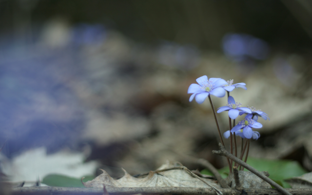 3456x2304 pix. Wallpaper nature, flowers, blue flowers
