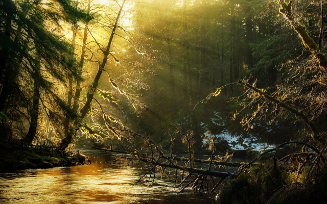 1920x1200 pix. Wallpaper sun rays, nature, forest, river, sunlight, tree
