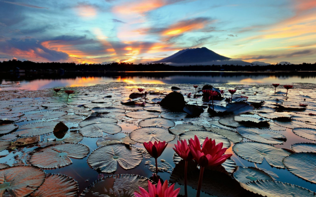 1920x1080 pix. Wallpaper nature, lake, Philippines, flowers, lotus, sunset