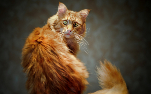 1920x1080 pix. Wallpaper cat, red cat, animals, pet