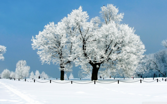 1920x1080 pix. Wallpaper snow, winter, tree, nature