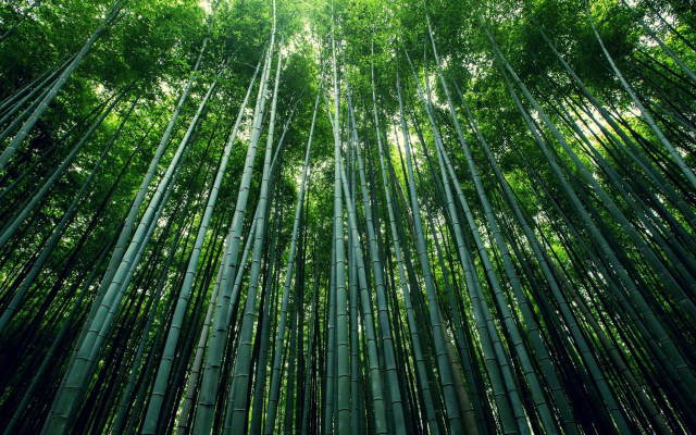 1920x1080 pix. Wallpaper bamboo, nature, forest