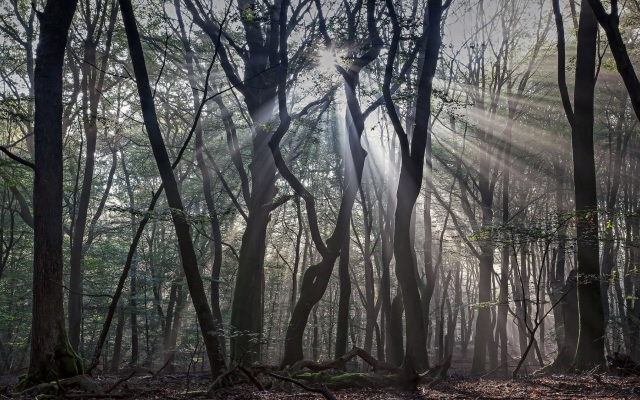 1920x1080 pix. Wallpaper nature, tree, forest, wood, mist, sun rays, dead tree