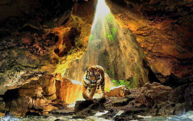 1920x1200 pix. Wallpaper tiger, cave, animals, sunlight, nature