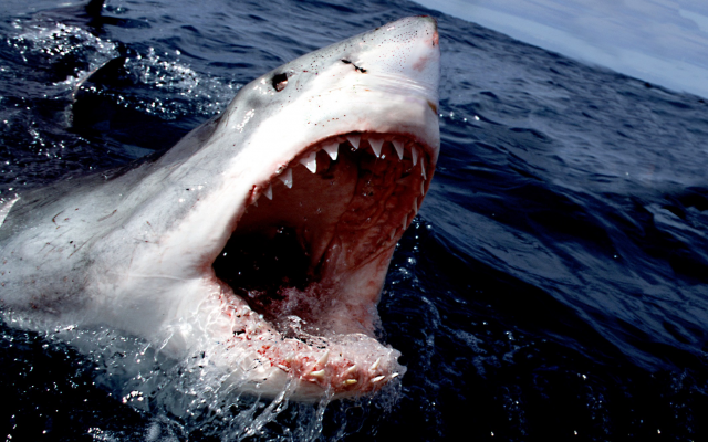 2122x1415 pix. Wallpaper Great White Shark, sea, shark, jaws, animals