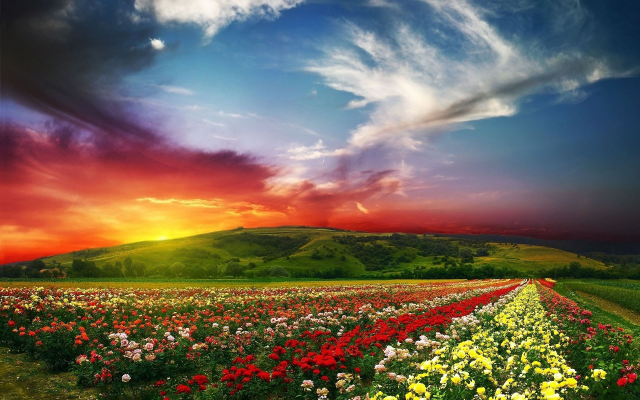 1920x1200 pix. Wallpaper nature, landscape, sunset, clouds, flowers