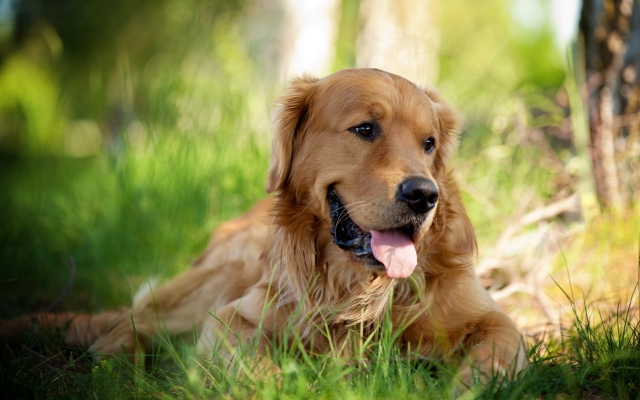 2560x1600 pix. Wallpaper golden retriever, dog, animals, grass