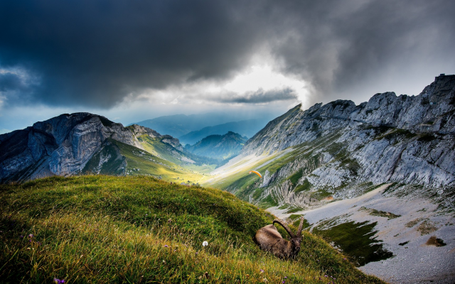 1920x1080 pix. Wallpaper Switzerland, clouds, hill, grass, animals, chamois, nature, mountains