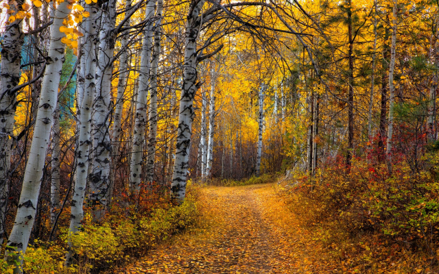 2200x1375 pix. Wallpaper aspen, tree, leaves, path, forest, dirt road, autumn, fall, forest, nature
