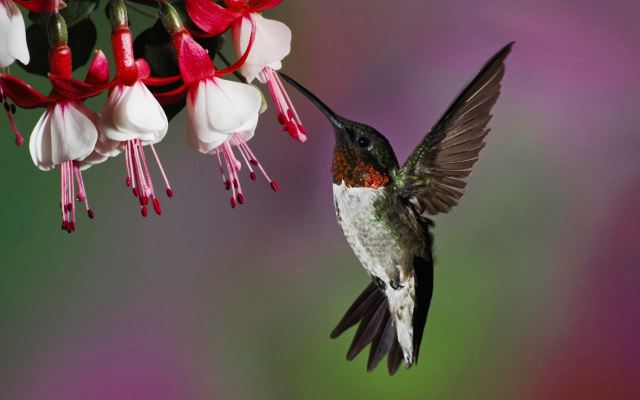 2560x1440 pix. Wallpaper hummingbird, flowers, nature, bird, animals