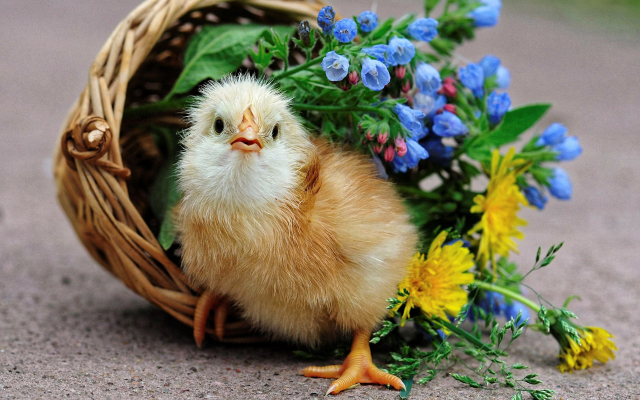 3000x1688 pix. Wallpaper chicken, flowers, nature, animals, bird