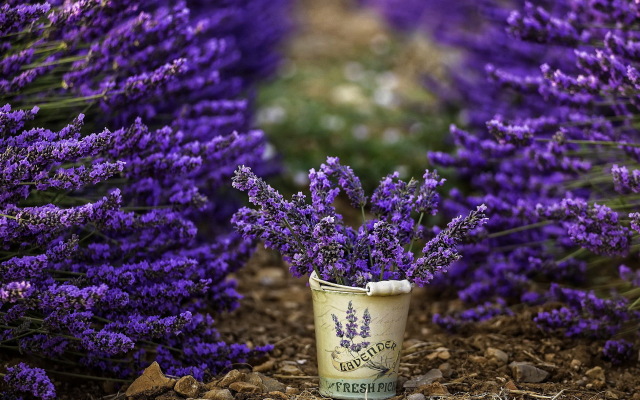 2880x1620 pix. Wallpaper lavender, flowers, photography, nature
