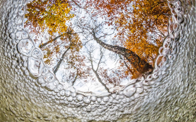 2560x1706 pix. Wallpaper nature, tree, underwater, bubbles, leaves, fall, forest, fisheye lens