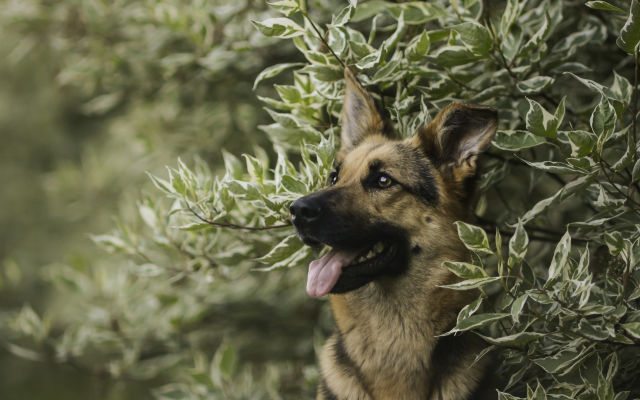 2560x1707 pix. Wallpaper dog, german shepherd, animals, bushes