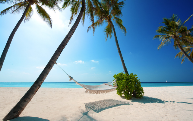 1920x1200 pix. Wallpaper hammock, beach, maldives, nature, sand, palm tree, tropics, ocean