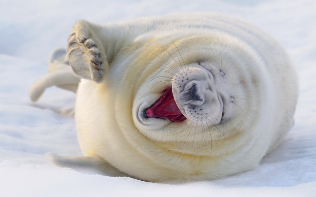 2560x1600 pix. Wallpaper animals, seal, laugh, snow, winter