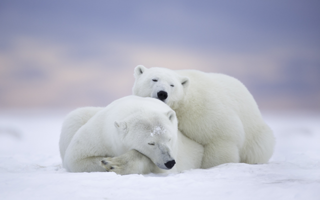 3000x2000 pix. Wallpaper polar bear, animals, bear, snow, winter