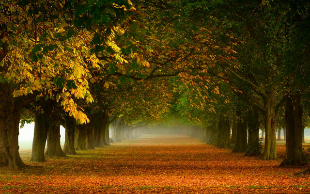 1920x1280 pix. Wallpaper nature, tree, mist, leaves, path, fall, tunnel