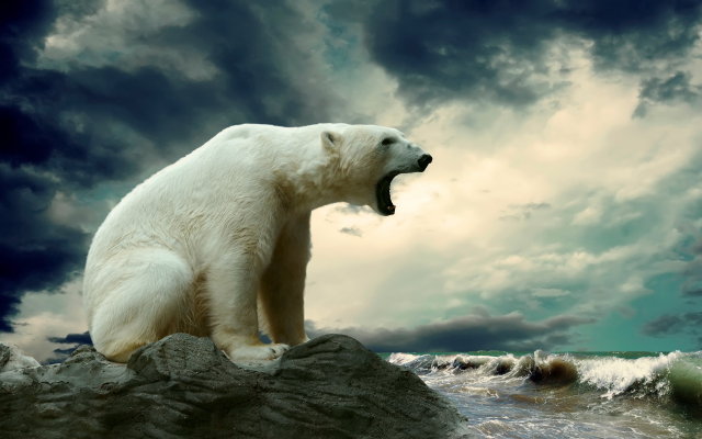 2560x1600 pix. Wallpaper polar bear, animals, bear, clouds, sea