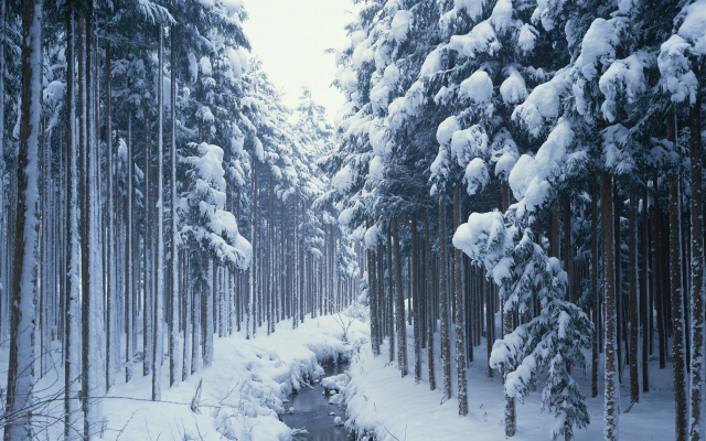 1920x1200 pix. Wallpaper snow, frozen river, tree, winter, nature, stream