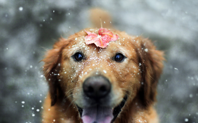 1920x1200 pix. Wallpaper dog, animals, snow, leaf