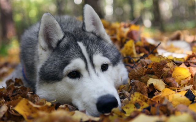 1920x1200 pix. Wallpaper alaskan malamute, animal, leaf, autumn, snow dog, sled dog, sledge dog, dog